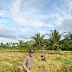 Bhabinkamtibmas Dampingi Panen Padi 1 Ton di Desa Sanglar, Meningkatkan Ketahanan Pangan