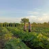 Bhabinkamtibmas Sungai Nyiur Dampingi Petani Labu Dukung Ketahanan Pangan: Upaya Meningkatkan Produksi Pangan Nasional