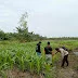 Ciptakan Swasembada Pangan Bhabinkamtibmas Desa Sungai Nyiur Aktif Dampingi Petani