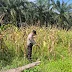 Kapolsek Sabak Auh Tinjau Lahan Jagung Pipil Program Asta Cita di Siak Pastikan Pertumbuhan Tanaman Optimal