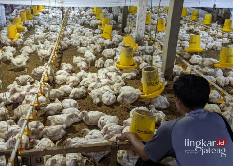 Kelompok Peternak Sebut Serapan Daging Ayam oleh SPPG Tak Signifikan, Ini Alasannya