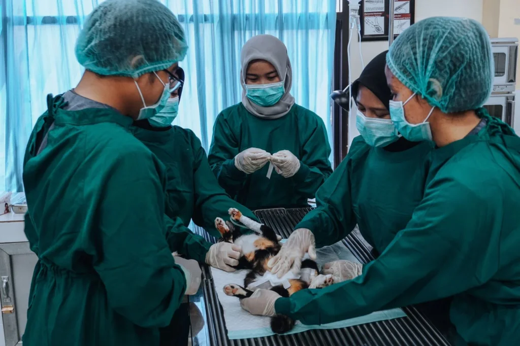 Mengatasi Tantangan Anatomi dalam Pendidikan Kedokteran Hewan