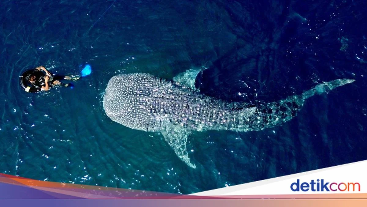 Pengunjung Hiu Paus Botubarani Membludak di Akhir Pekan Senin Antrian 232 Orang, Fenomena Alam yang Menghebohkan