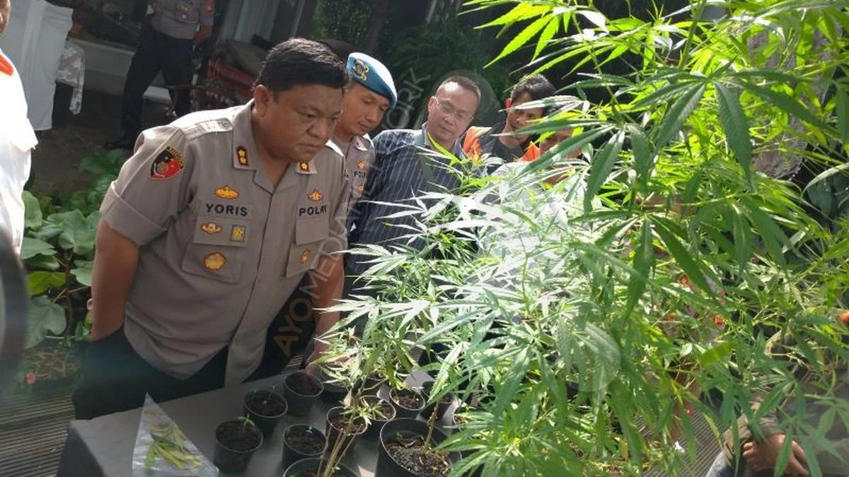 Polres Pematangsiantar Tangkap Pelaku Tanam Ganja di Pot, MH Dibekuk