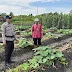 Polsek Tanah Merah Dorong Pemanfaatan Lahan untuk Ketahanan Pangan Terbaru