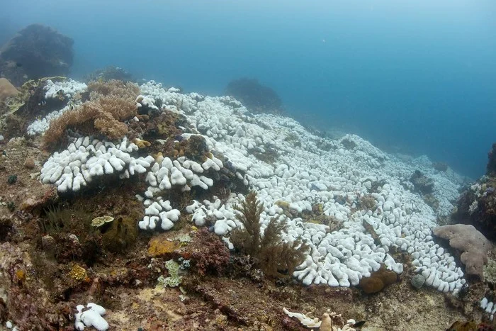 Tahun 2025 Rekor Baru Kandungan Panas Laut di Kawasan Asia: Fenomena Pemanasan Global