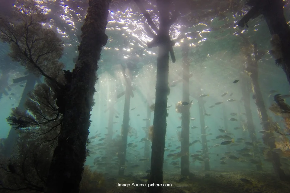 Upaya Melestarikan Hutan Bawah Laut Australia yang Terancam