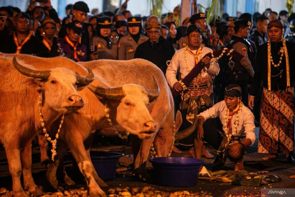 Jokowi Ritual Kerbau di Lampung: Penjelasan Lengkap