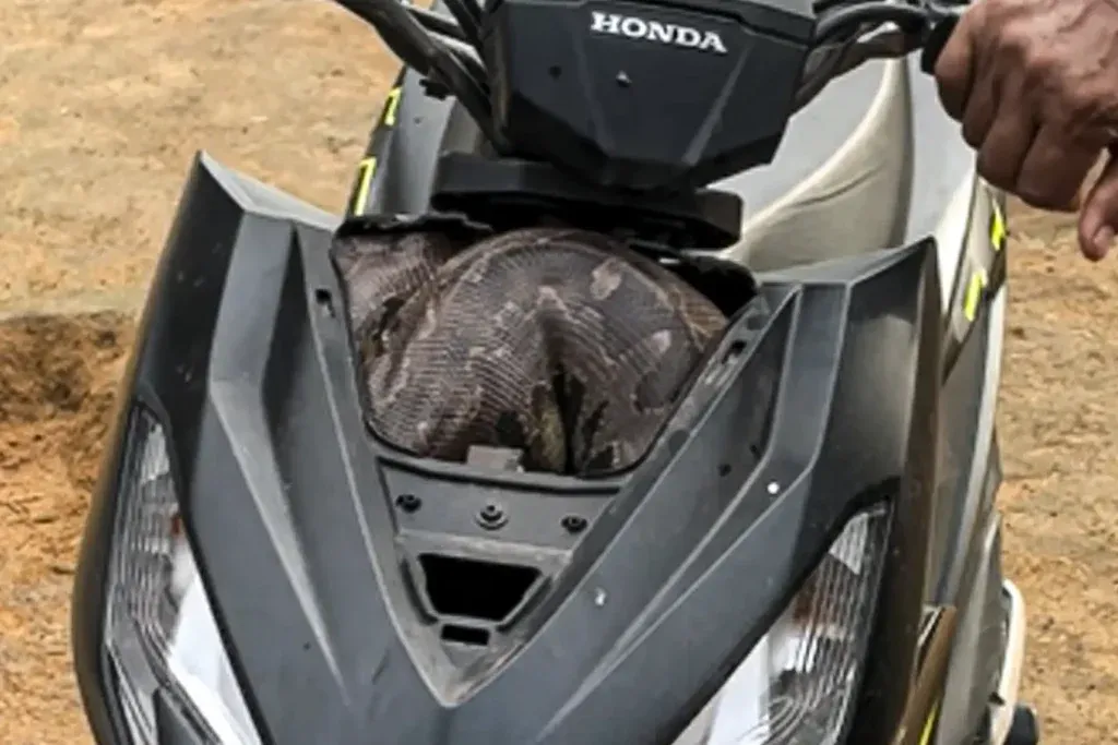 Motor Warga Banyuwangi Tiba-tiba Mogok, Ternyata Ada Ular di Dalamnya!